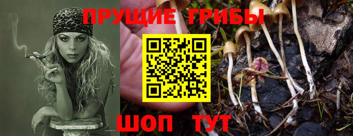 Галлюциногенные грибы MAGIC MUSHROOMS  Вход с VPN  Звенигород 